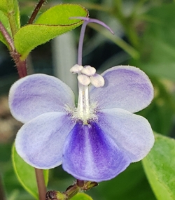 Purple Butterfly Bush, Blue Glory Bower, Blue Wings Bush, Rotheca myricoides 'Purple', Clerodendrum myricoides
